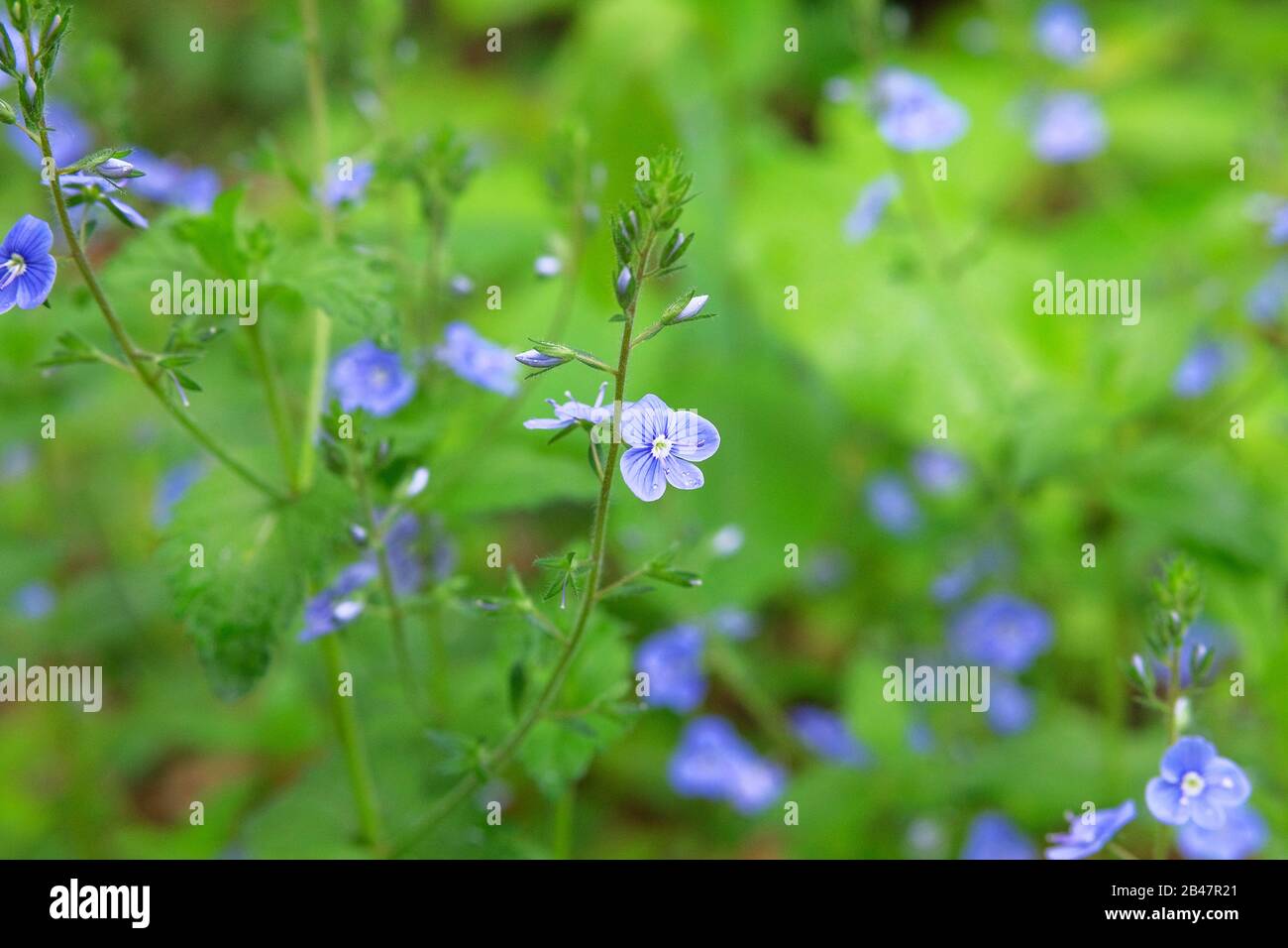 Myosotis gros plan sur fond vert flou. Plantes fleuries dans un pré sauvage de printemps. Oubliez-moi-pas Myosotis scorpioides. Banque D'Images