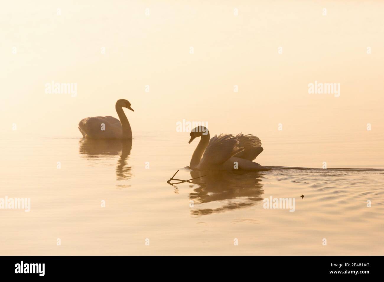 Couper le son des cygnes dans un éclairage matinal brumeux Banque D'Images