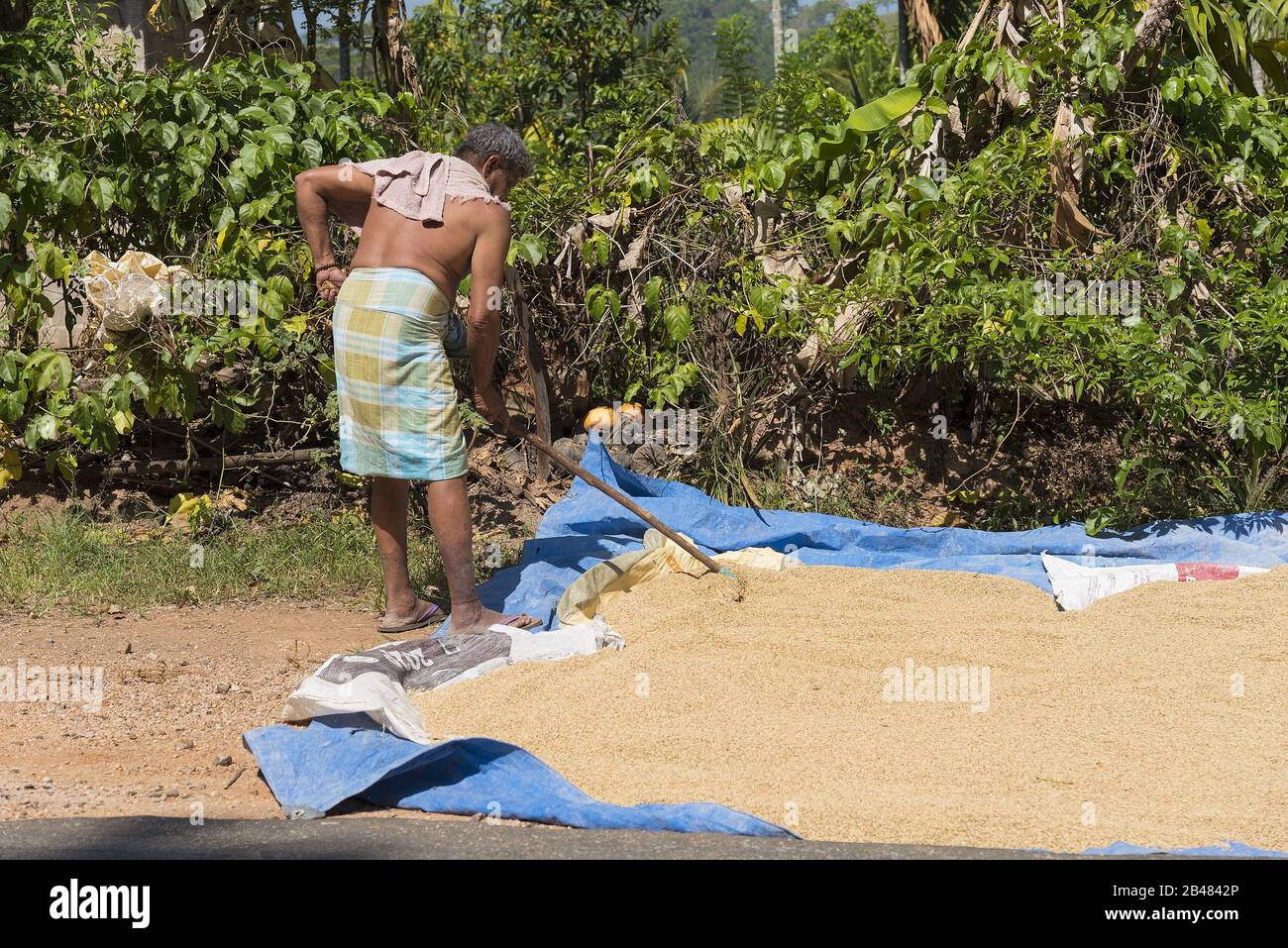 Kandy, Sri Lanka: 03/20/2019: Riziculteurs ravant la récolte de riz au soleil. Banque D'Images