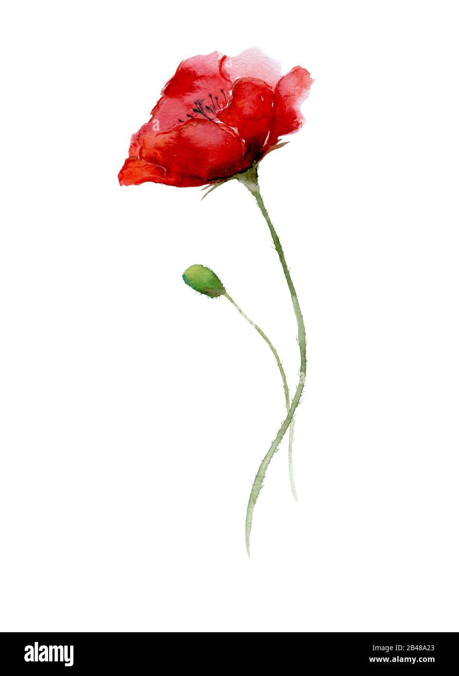 Fleur de pavot rouge avec une branche de bourgeon, dessinée par aquarelle. Design minimaliste. Décor pour les murs. Invitation, carte de vœux, affiche ou autre design Banque D'Images