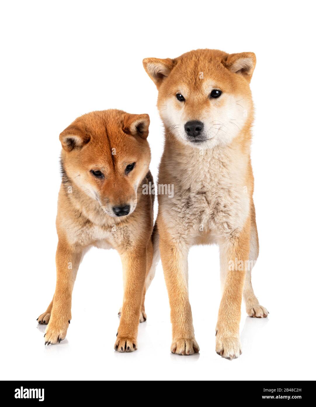 shiba inus devant un fond blanc Banque D'Images