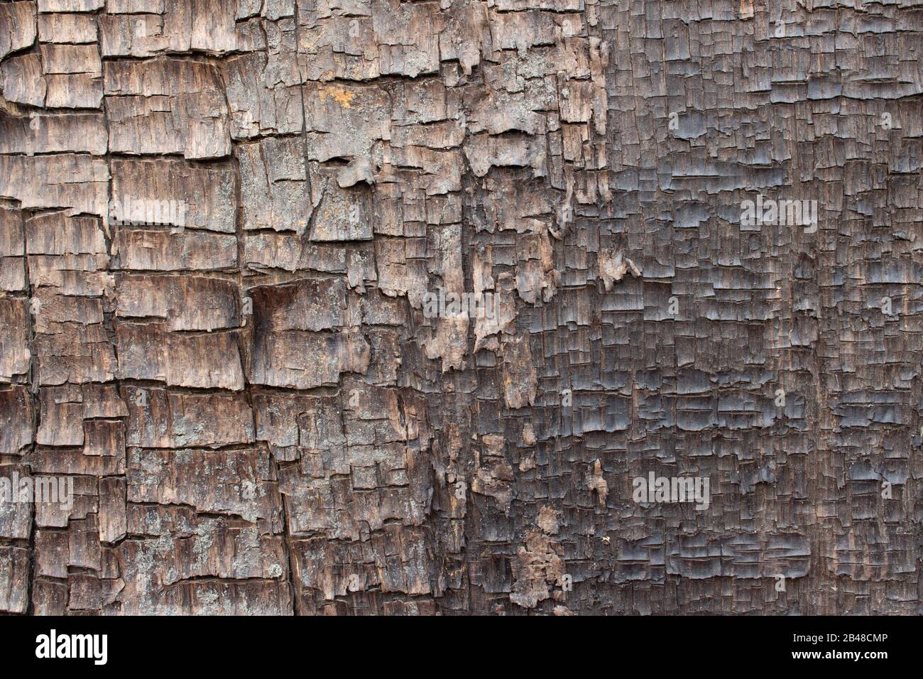 Gros plan sur la vieille texture de bois fissuré ancienne, peut être utilisé comme fond d'écran ou fond d'écran Banque D'Images