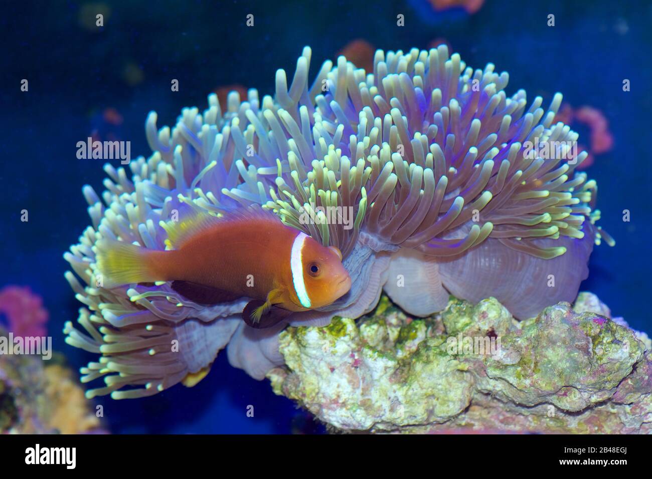 Amphipirion nigripes, Maldive anemonefish ou anemonefish à noircis, à l'intérieur d'une anemone de mer Ritteri, Heteractis magica Banque D'Images