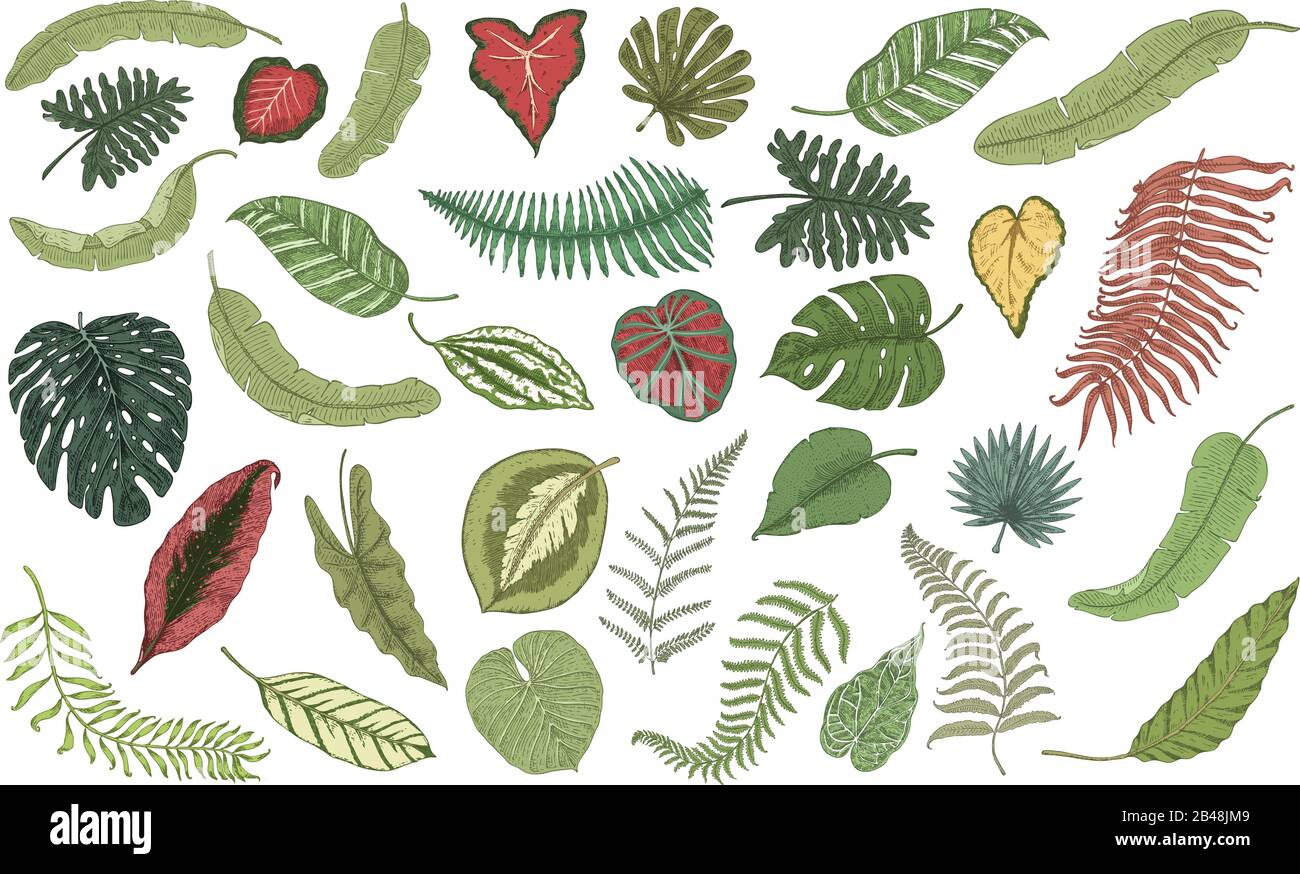 Jeu de feuilles tropicales. Plantes de la jungle dans le style vintage. Collection de fleurs et d'éléments exotiques. Esquisse monochrome gravée à la main. Vecteur Illustration de Vecteur