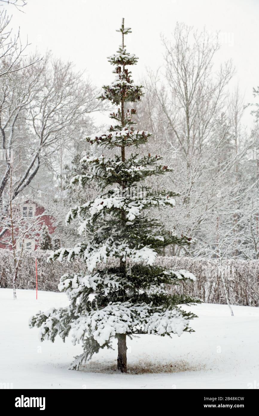 Sapin coréen dans un jardin en hiver Banque D'Images