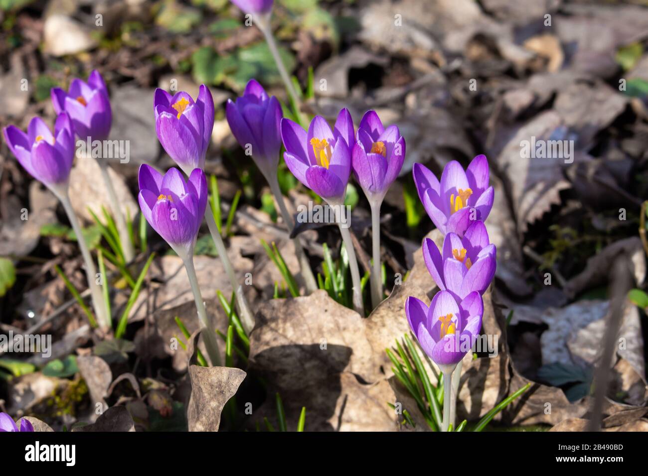 Gros plan sur le crocus de safran violet qui pousse entre les feuilles d'automne anciennes et sèches au printemps Banque D'Images