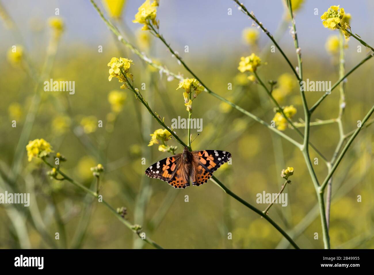 Papillon lady peint (vanessa cardui) sur la fleur de moutarde, près de Malibu, Californie. Champ de fleurs de moutarde, ciel bleu à la distance. Banque D'Images