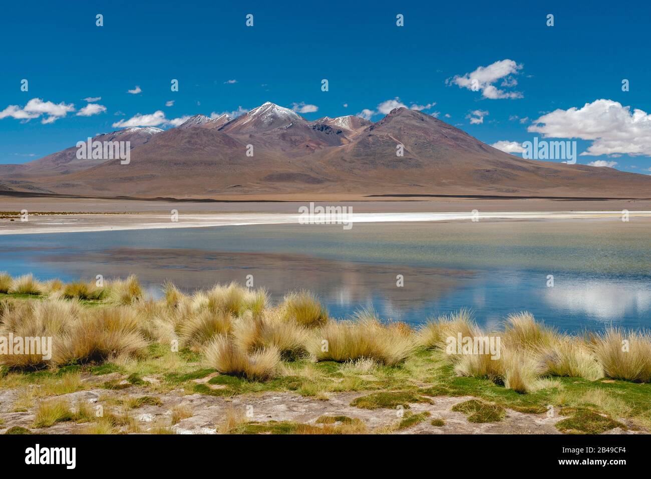 Laguna Canapa dans l'Altiplano andin du sud de la Bolivie. Banque D'Images