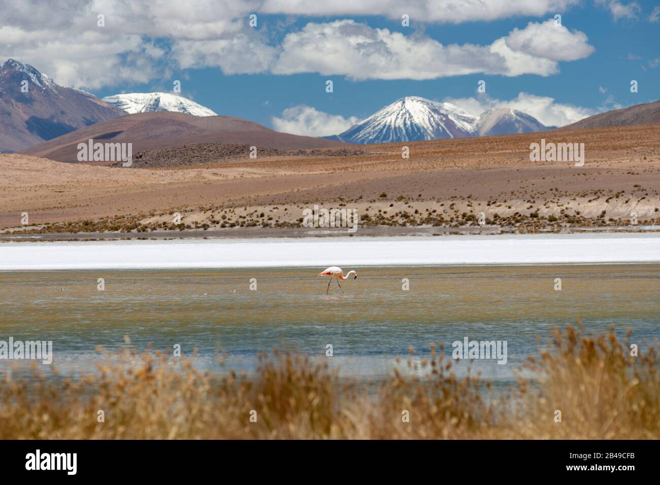 Laguna Canapa dans l'Altiplano andin du sud de la Bolivie. Banque D'Images