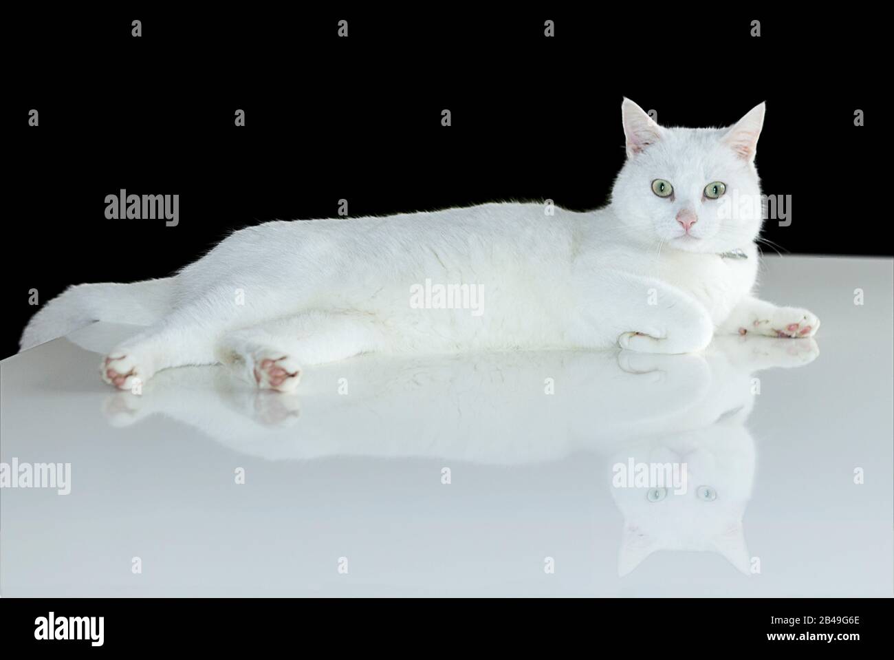 Chat Blanc Sur Table Blanche Brillante Avec Reflexion Et Noir Backgound Oreilles De Nez Rose Et Pieds Pads Vert Yeux Court Cheveux Design Interieur Et Animaux Photo Stock Alamy