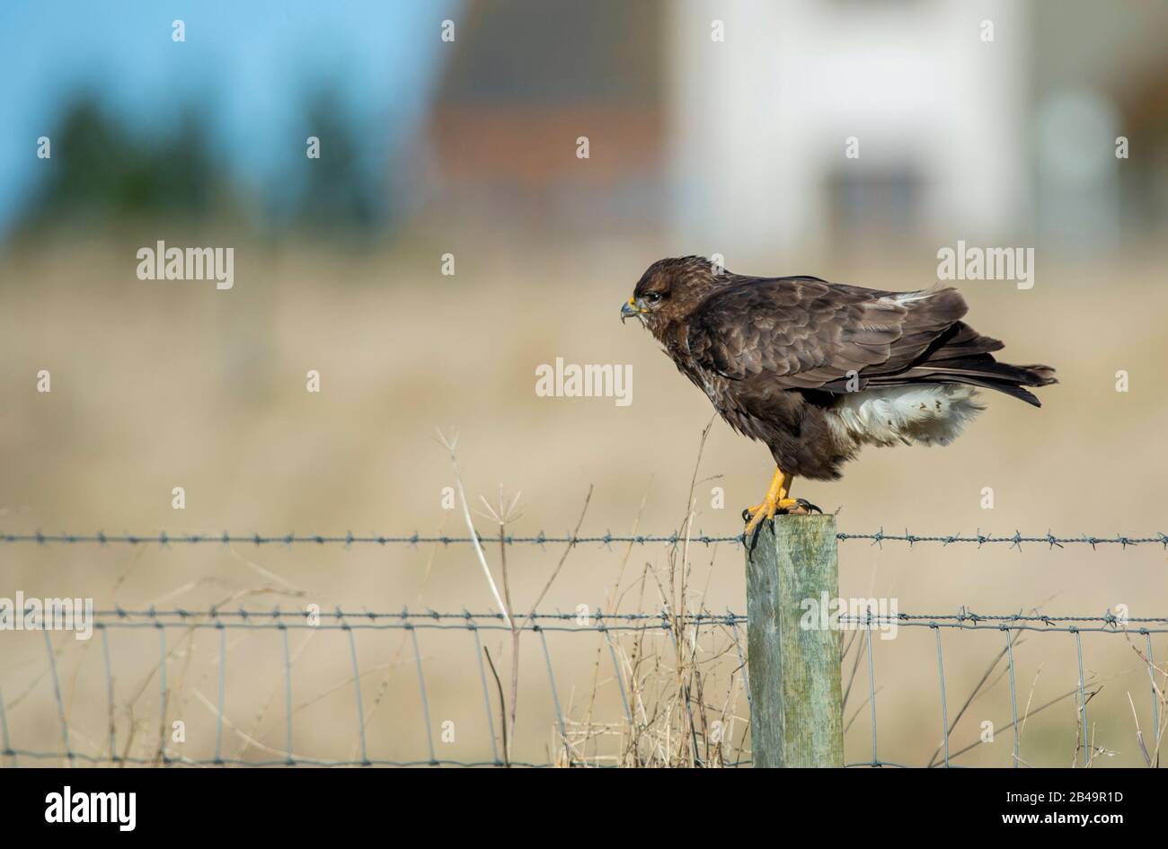 Sur un post Buzzard Banque D'Images