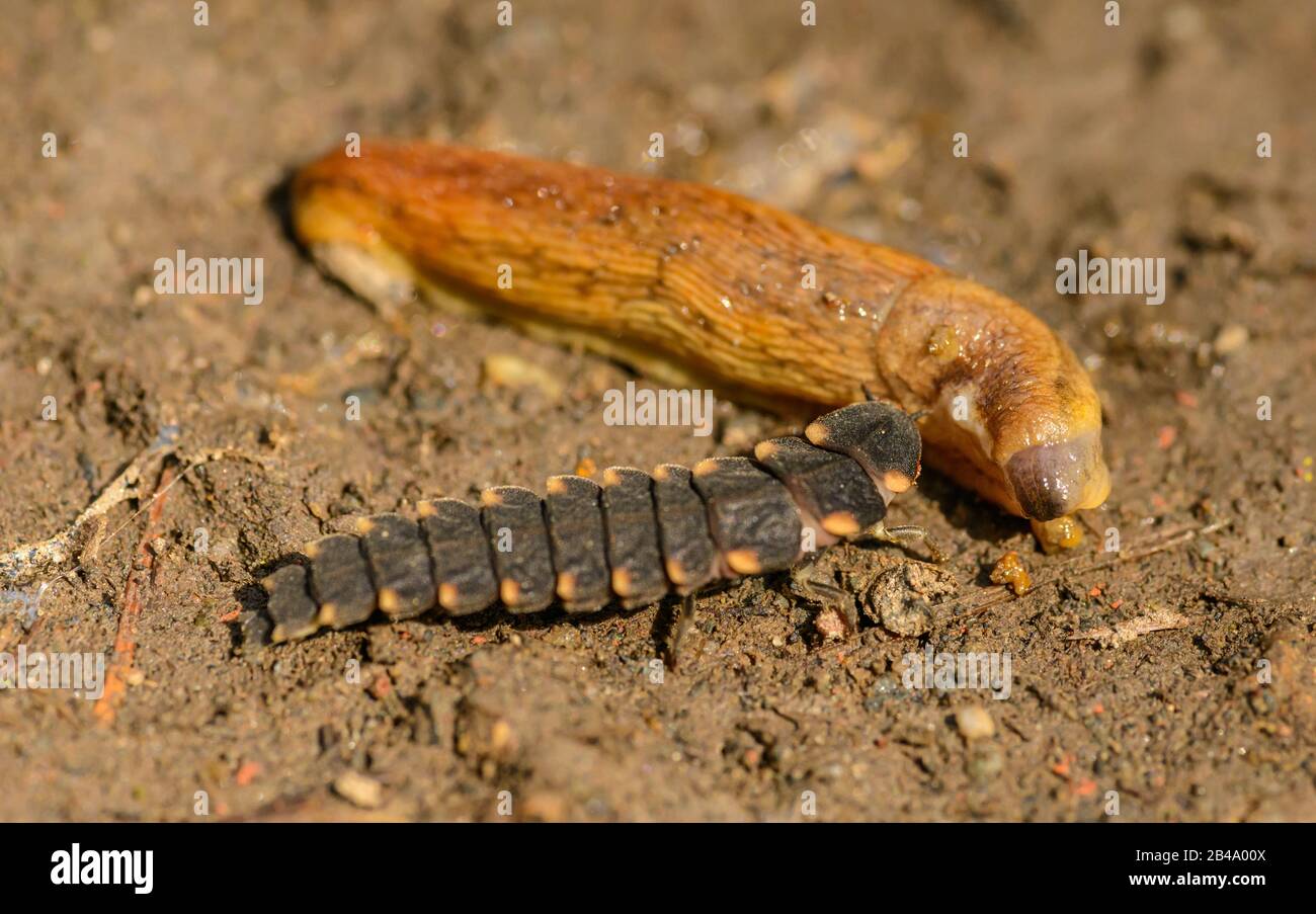 Larve de ver de lueur commun (Lampyrus noctiluca) se nourrissant sur une giruche, sauvage Banque D'Images