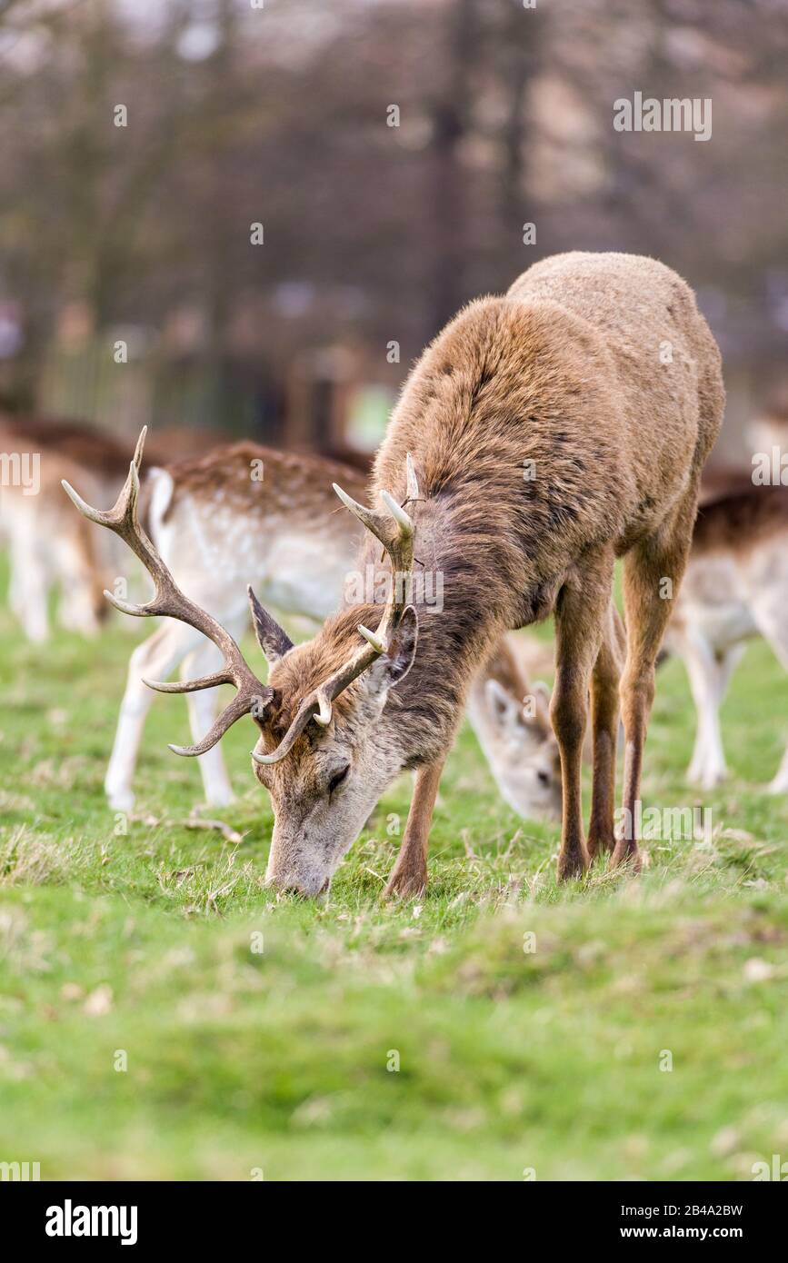 Cerf rouge (Cervus elaphus) cerf mâle, Royaume-Uni Banque D'Images