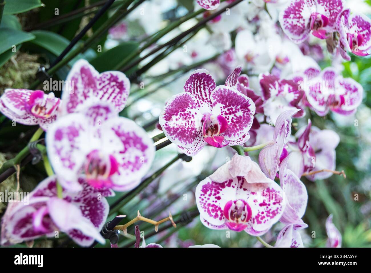 Orchidées au Conservatoire Princess of Wales, Royal Botanic Gardens, Kew, Londres, Royaume-Uni Banque D'Images