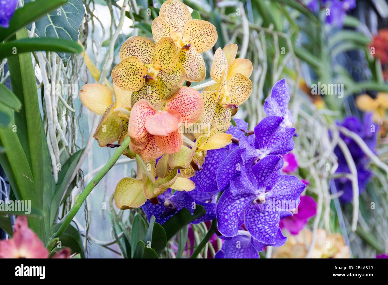 Orchidées au Conservatoire Princess of Wales, Royal Botanic Gardens, Kew, Londres, Royaume-Uni Banque D'Images