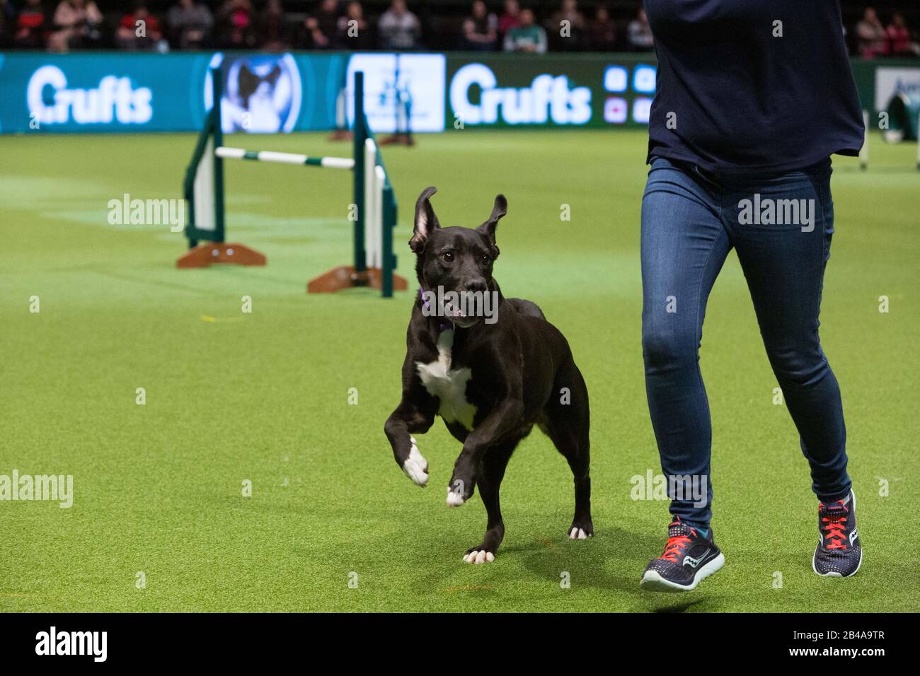 Birmingham, Royaume-Uni. 6 mars 2020. Les chiens de sauvetage participent à un affichage de l'agilité le deuxième jour de Crufts. Crédit: Jon Freeman/Alay Live News Crédit: Jon Freeman/Alay Live News Banque D'Images