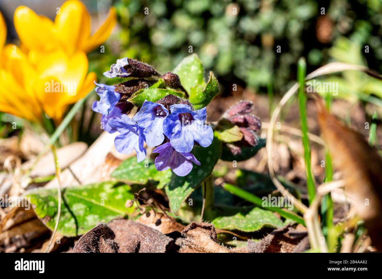 lungwort à feuilles étroites dans le jardin Banque D'Images