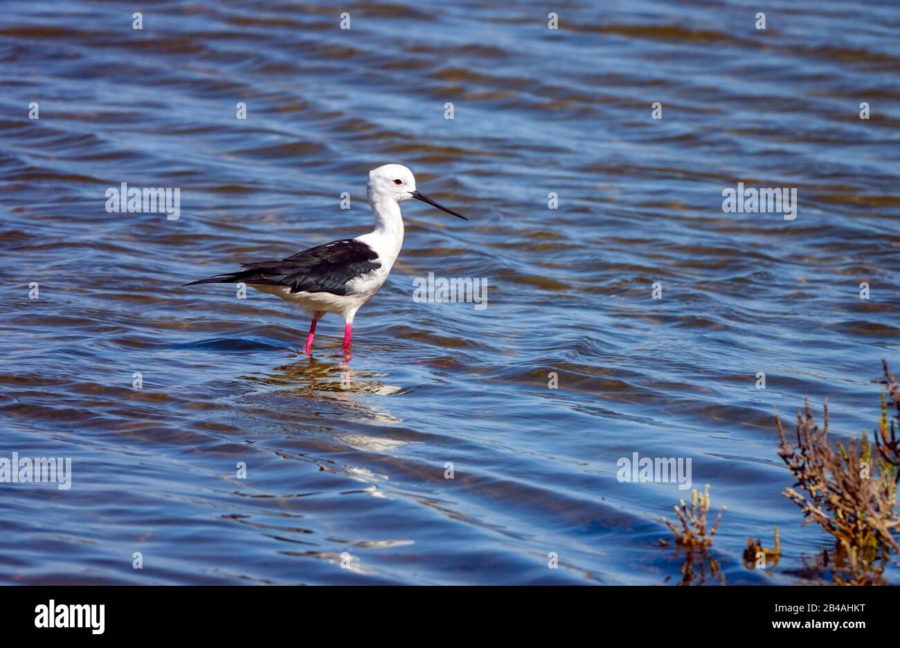 Stilt à ailes noires, à la réserve d'oiseaux de Laguna Salada de la Mata, Torrevieja, Costa Blanca, Espagne Banque D'Images