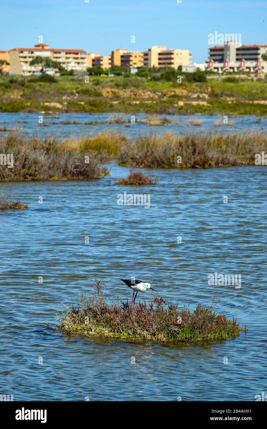 Stilt à ailes noires, à la réserve d'oiseaux de Laguna Salada de la Mata, Torrevieja, Costa Blanca, Espagne Banque D'Images