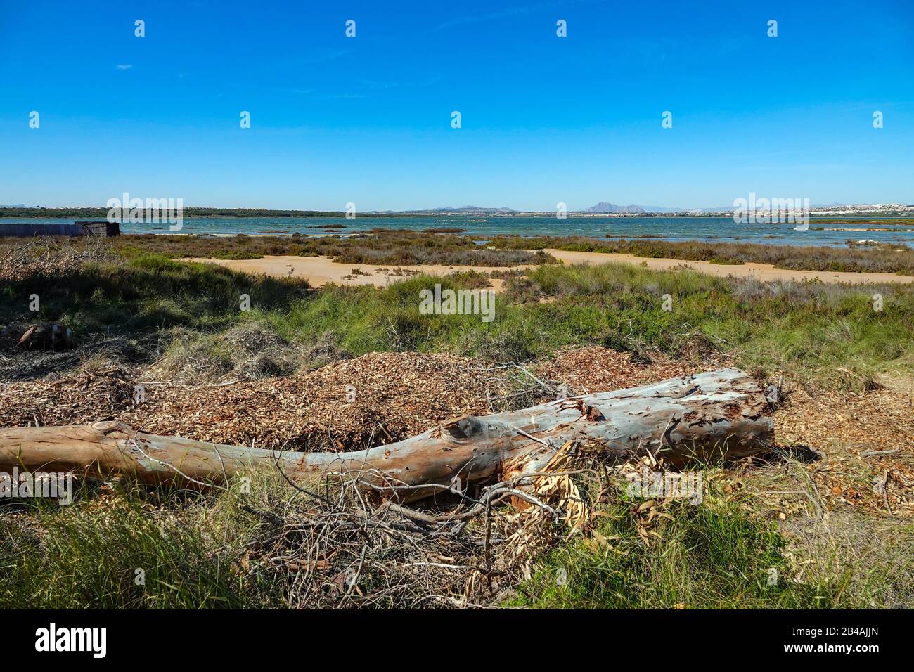 Réserve d'oiseaux à la Laguna Salada de la Mata, Torrevieja, Costa Blanca, Espagne Banque D'Images