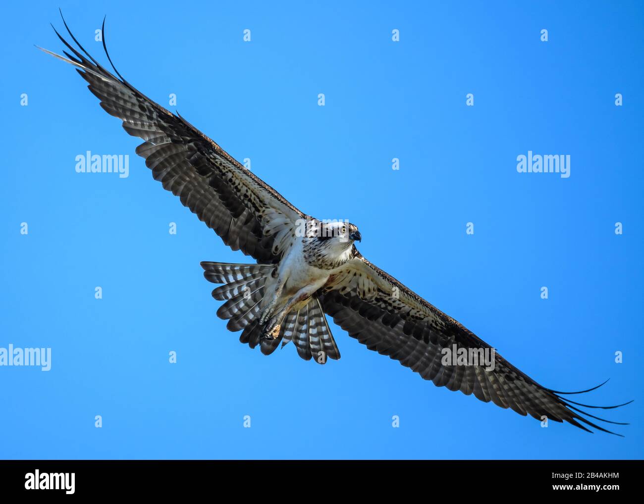 Un Osprey occidental (Pandion haliaetus) à la mouche. Houston, Texas, États-Unis. Banque D'Images