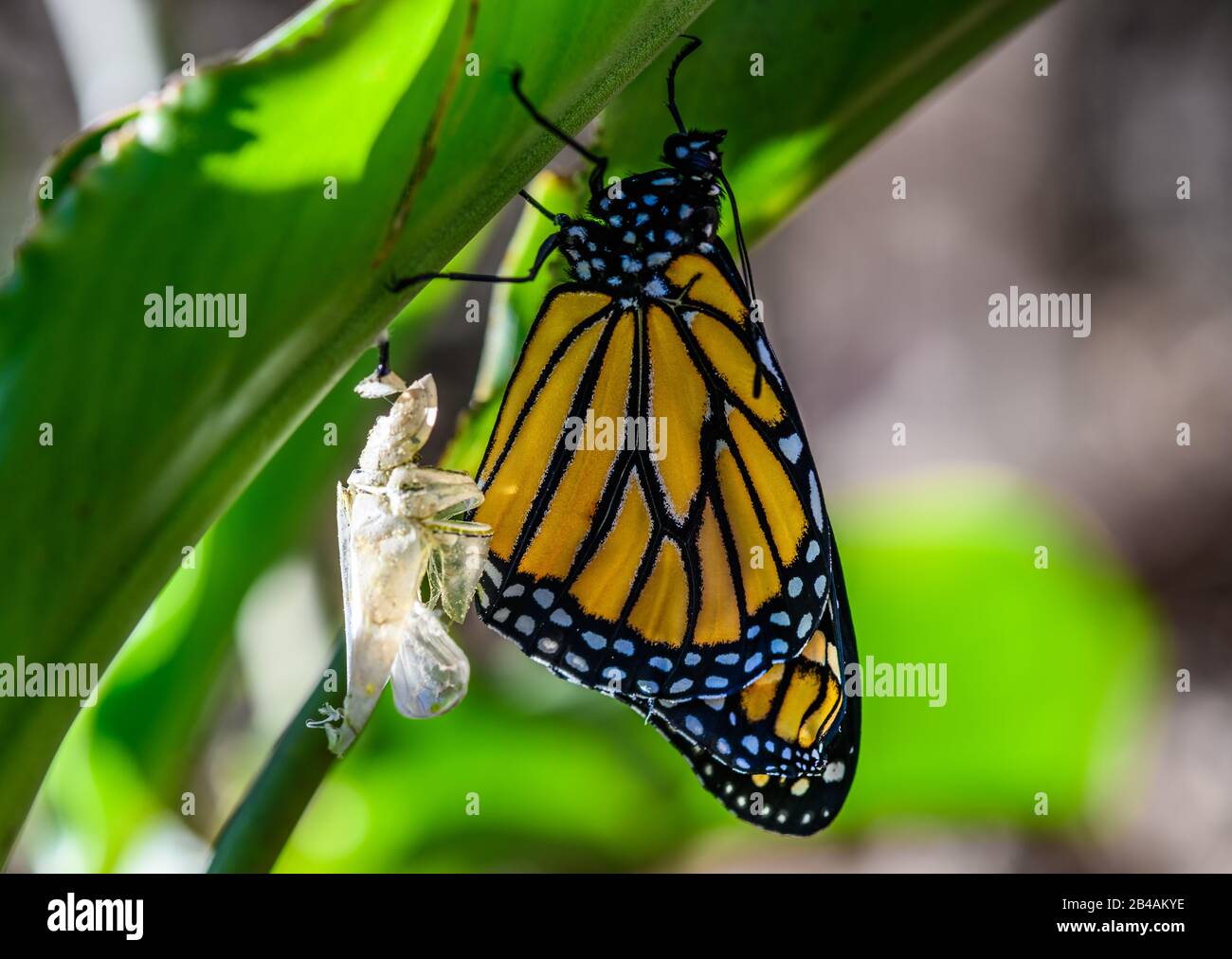 Papillon monarque fraîchement émergés (Danaus plexippus) de chrysalide. Houston, Texas, États-Unis. Banque D'Images