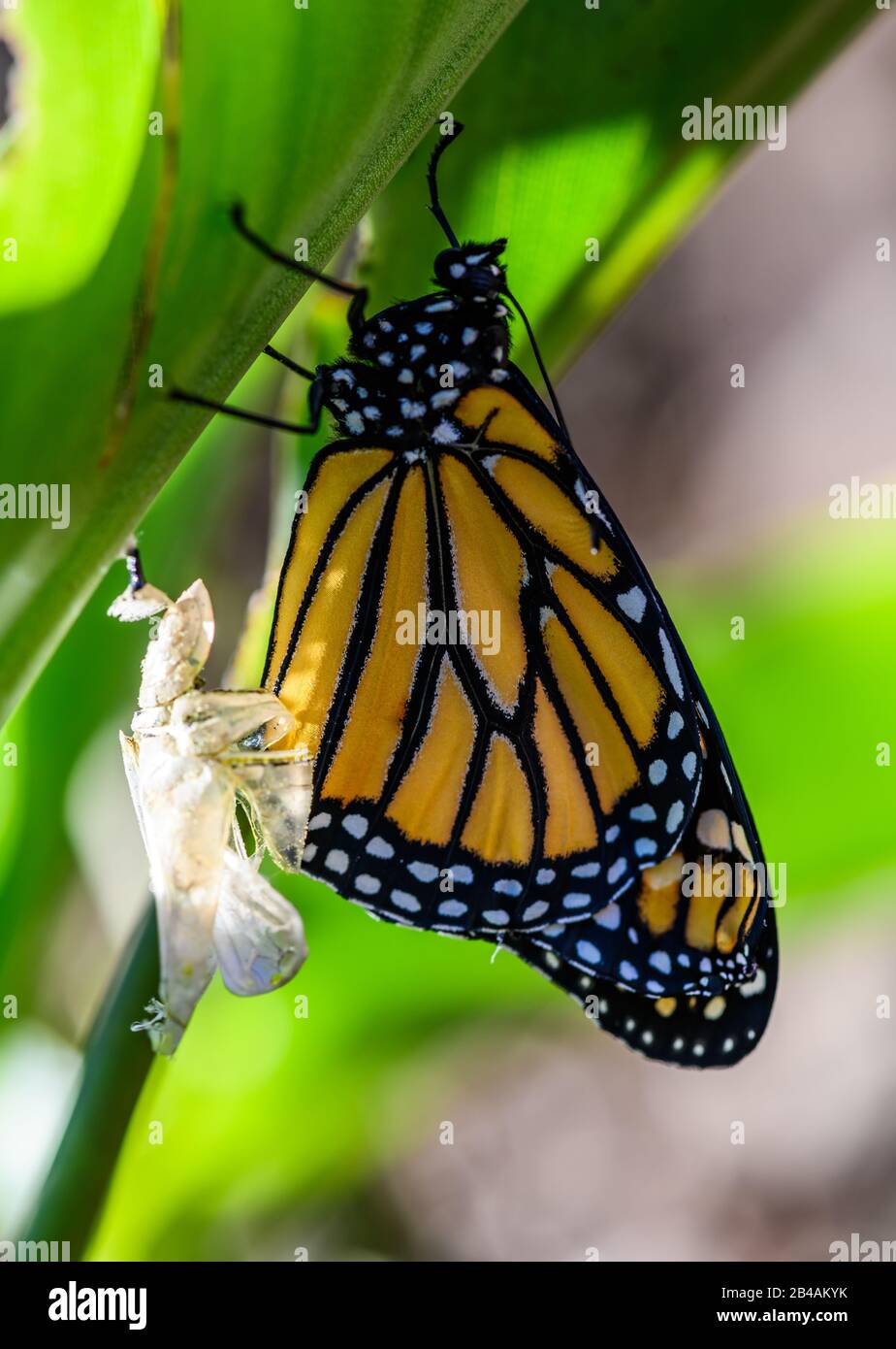 Papillon monarque fraîchement émergés (Danaus plexippus) de chrysalide. Houston, Texas, États-Unis. Banque D'Images