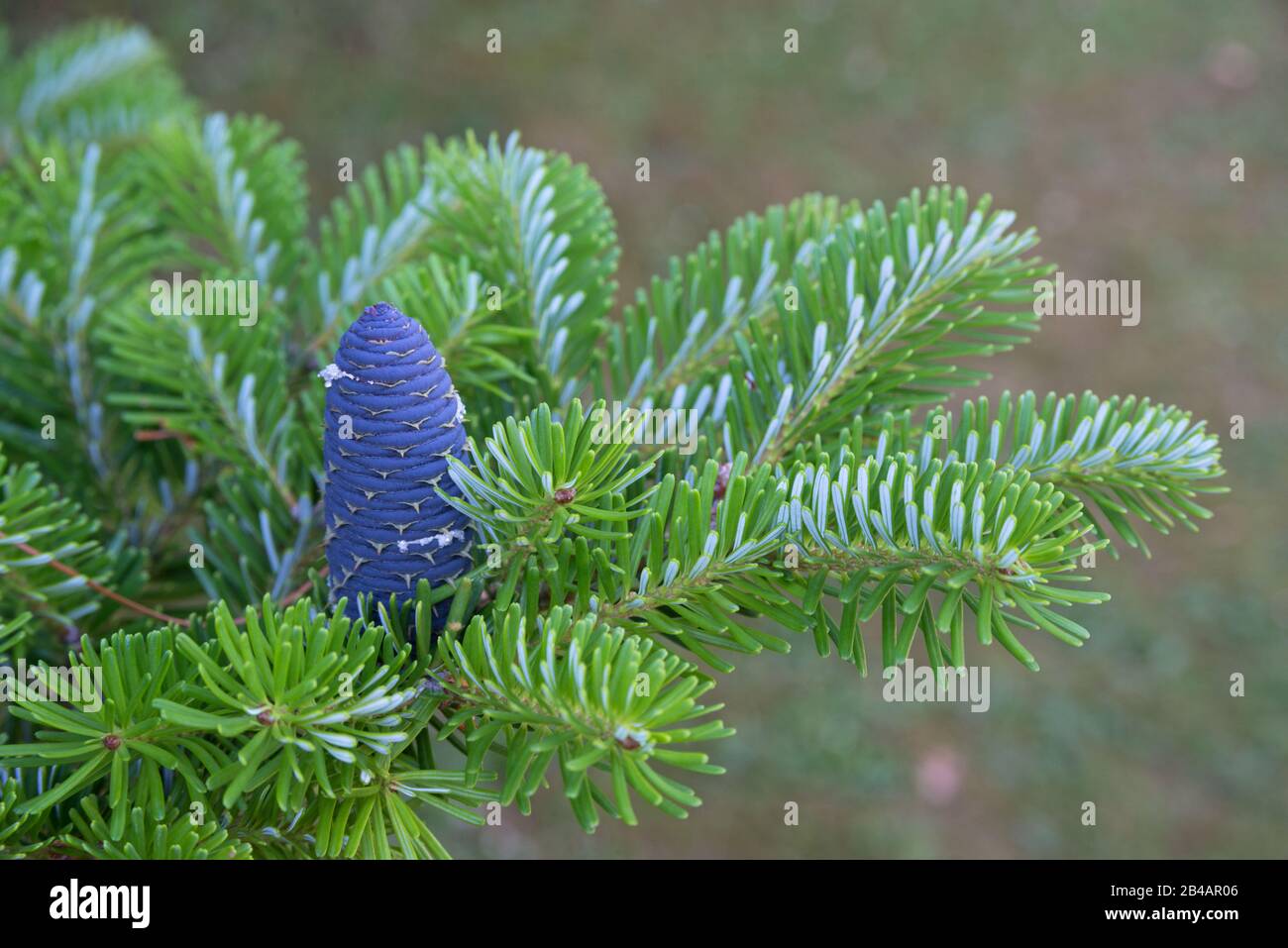 Cône de sapin coréen (Abies koreana) sur la branche verte. Gros plan de sapin coréen. Banque D'Images