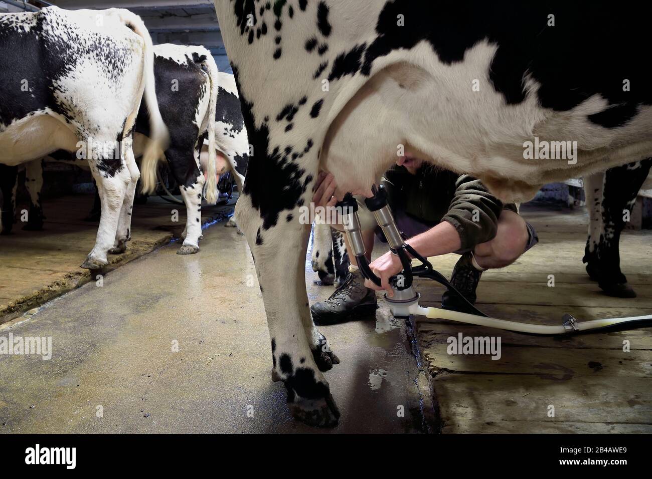 France, Haut Rhin, Kruth, ferme auberge marcaire du Schafert (ferme inn Schafert), traite des vaches des Vosges Banque D'Images