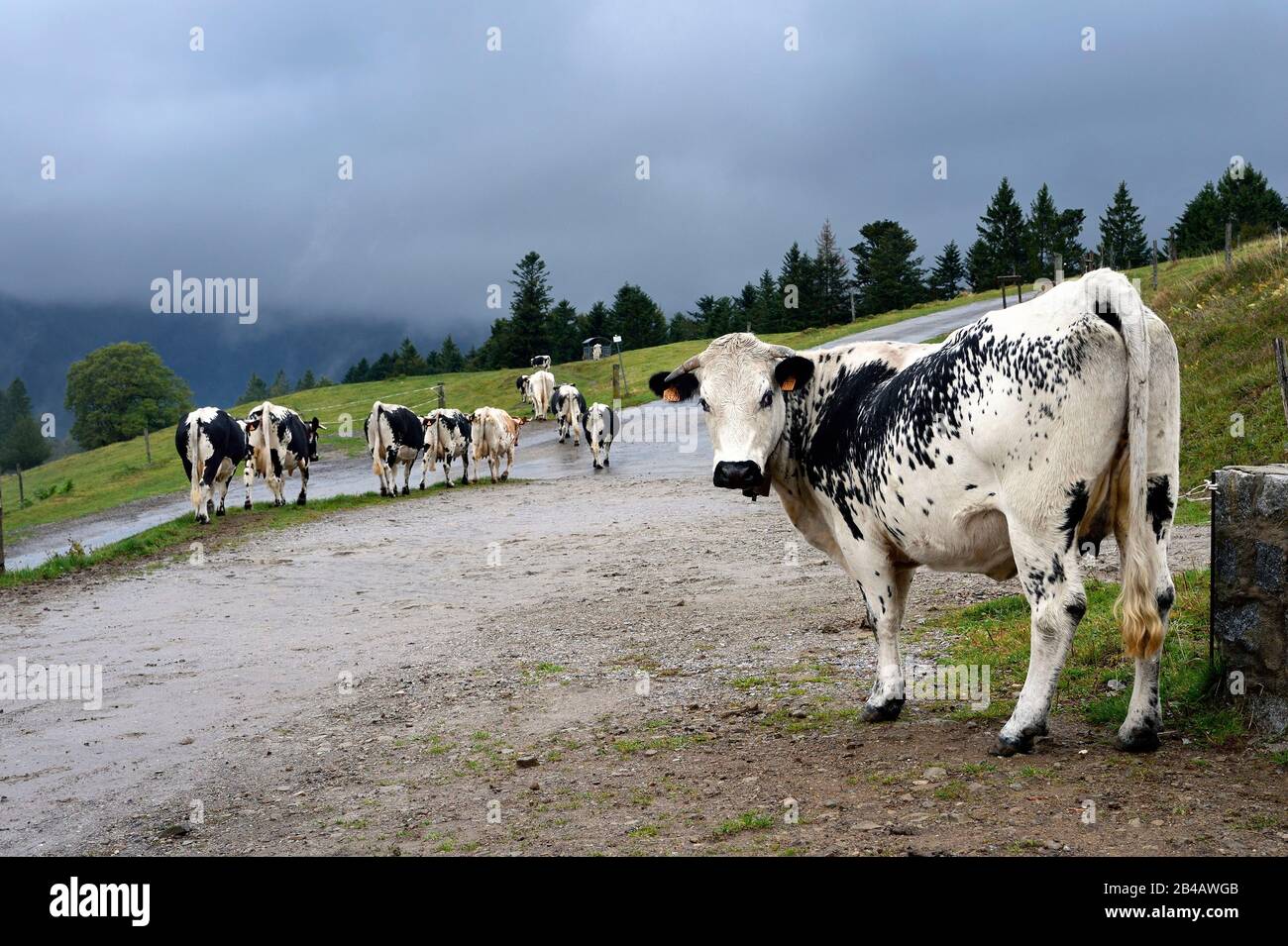 France, Haut Rhin, Kruth, ferme auberge marcaire du Schafert (ferme inn Schafert), troupeau de vaches des Vosges Banque D'Images