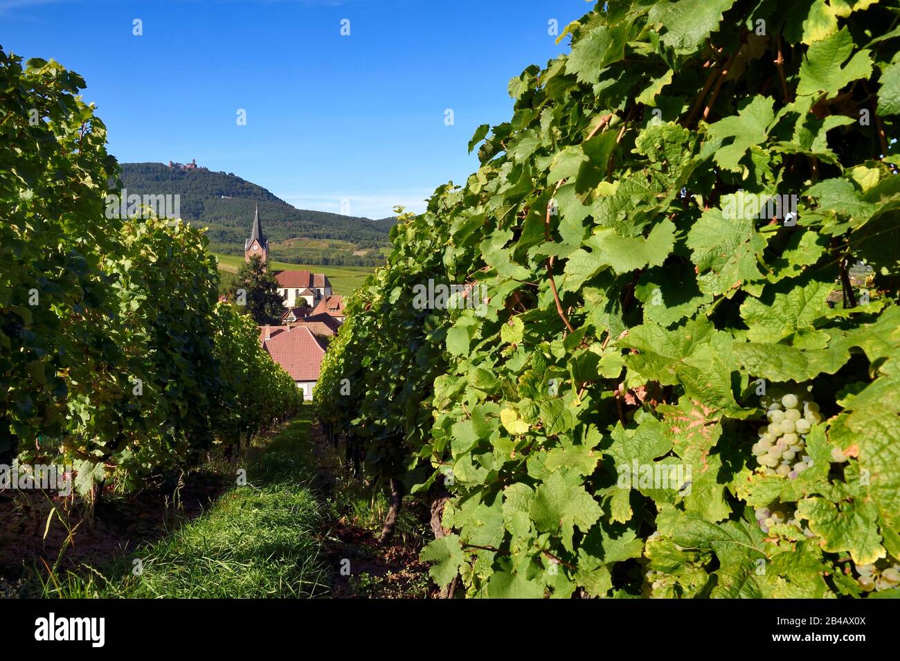 France, Haut Rhin, la route des vins d'Alsace, le village de Rodern entouré de son vignoble et du château du Haut-Koenigsbourg en arrière-plan Banque D'Images