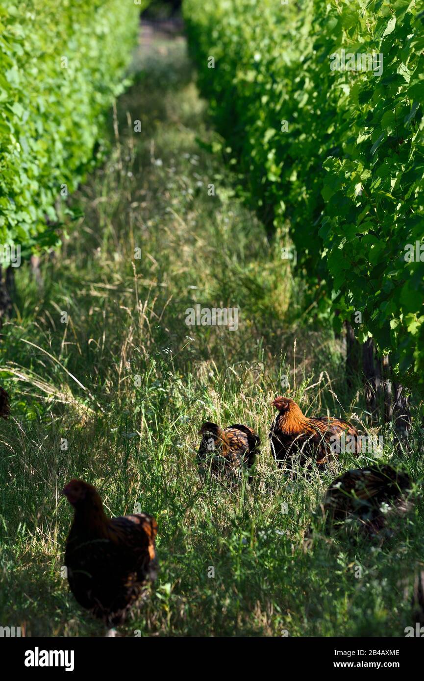 France, Bas Rhin, route des vins d'Alsace, Traenheim, domaine viticole MULLER Charles & fils, essais d'implantation de poulets dans les vignes pour permettre l'entretien biologique Banque D'Images