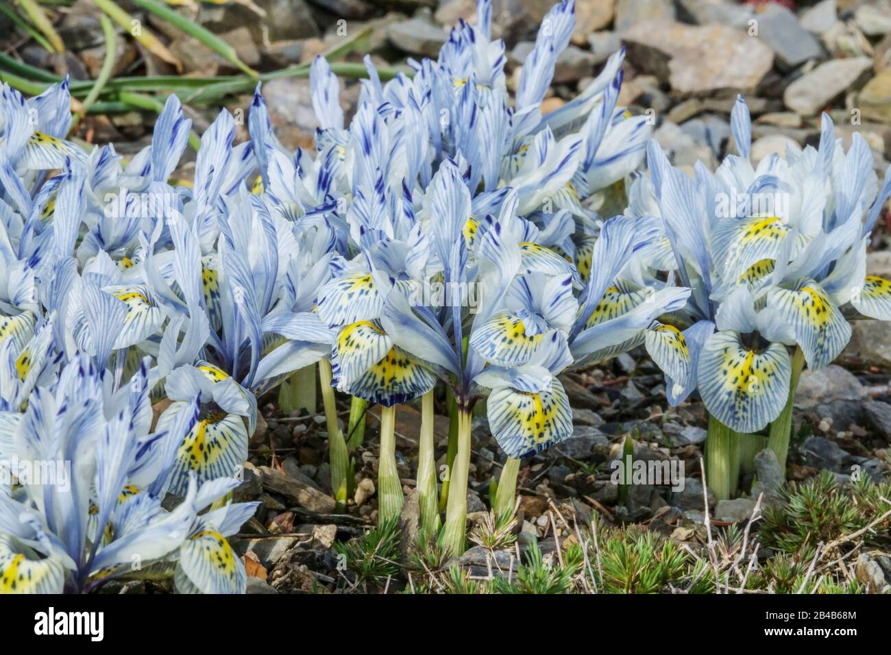 Groupe Iris 'Katharine Hodgkin' Ilevers Banque D'Images