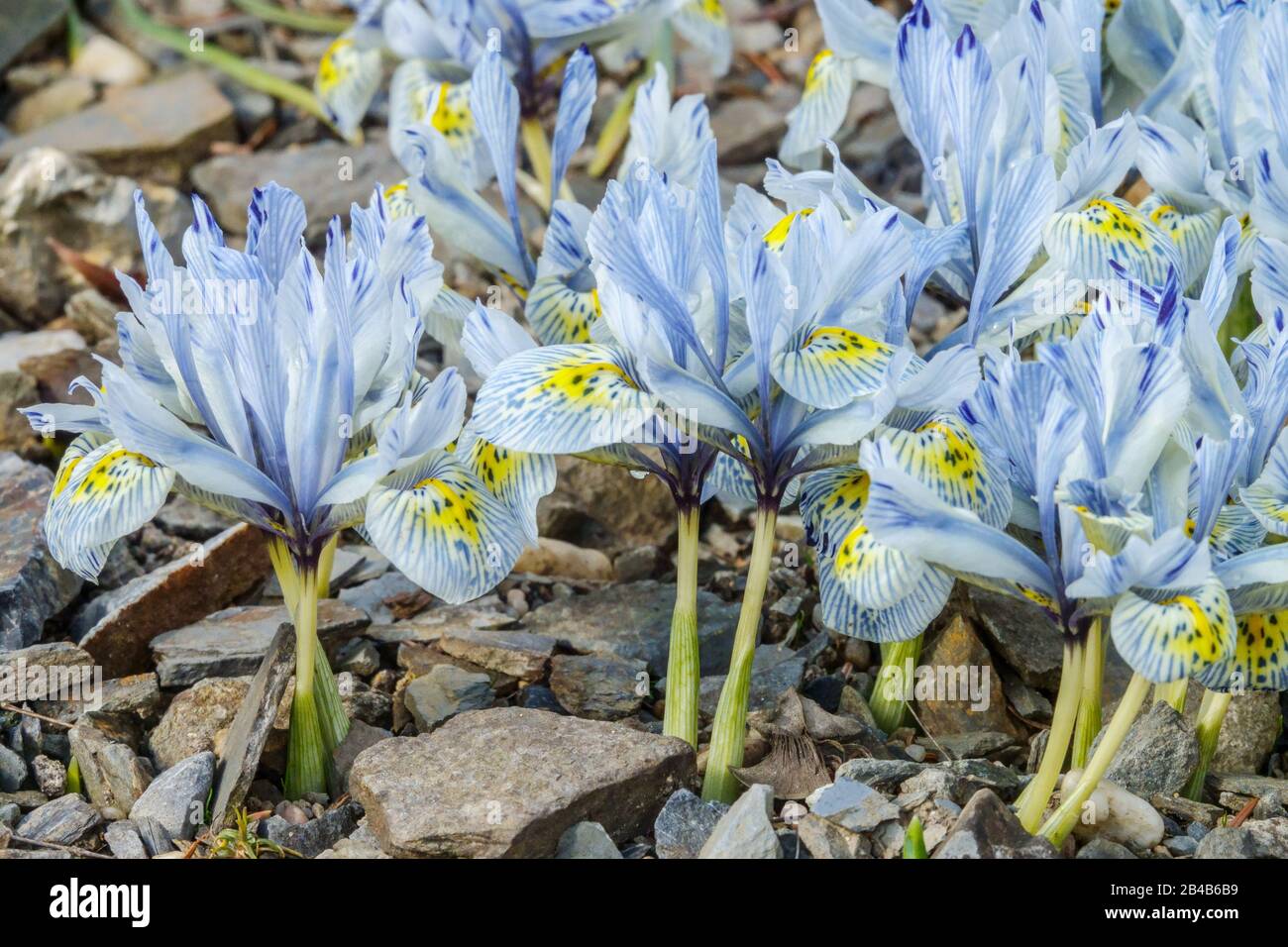 Iris 'Katharine Hodgkin' groupe de fleurs de printemps, plante fleurie poussant sur le sol Iris reticulata Katharine Hodgkin Banque D'Images