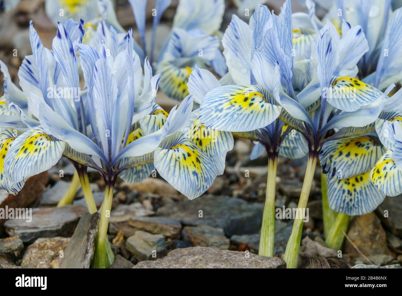Iris 'Katharine Hodgkin' rockery Ilevers le haut de la fleur Banque D'Images