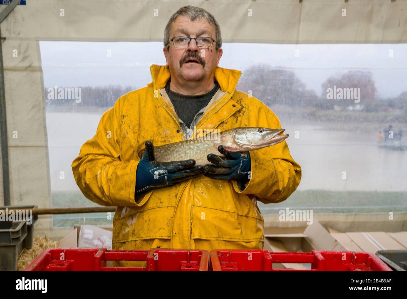 France, Indre et Loire, vallée de la Loire classée au patrimoine mondial par l'UNESCO, le Louroux, pêche en Étang à Louroux, grande vente de carpe, brochet, zander, roach, perch Banque D'Images