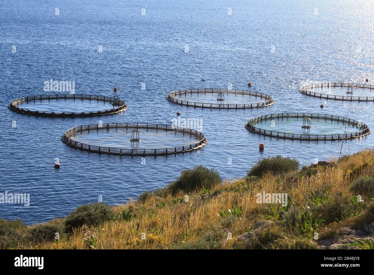 Aquaculture, élevage de poissons avec cages à cercle flottant autour de la  baie d'Attica en Grèce Photo Stock - Alamy