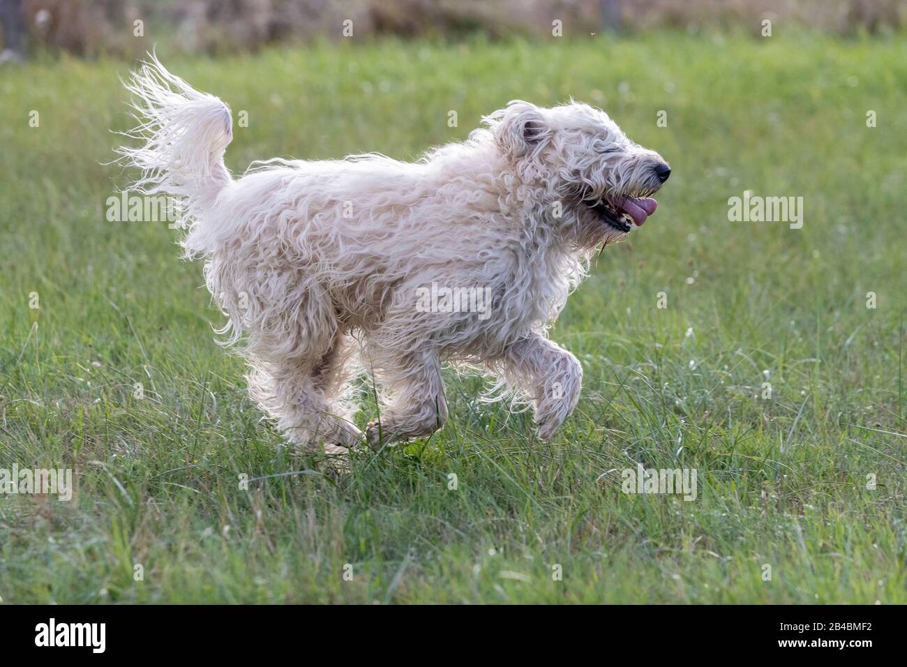 France, Bas Rhin, Irish Soft Coated Wheaten Terrier, Chien Pet Banque D'Images