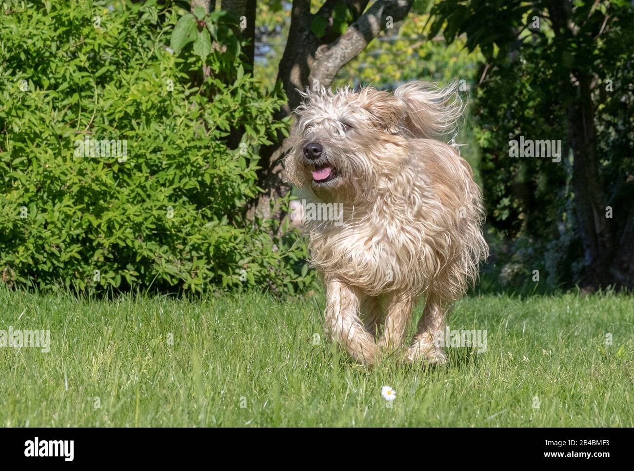 France, Bas Rhin, Irish Soft Coated Wheaten Terrier, Chien Pet Photo Stock  - Alamy