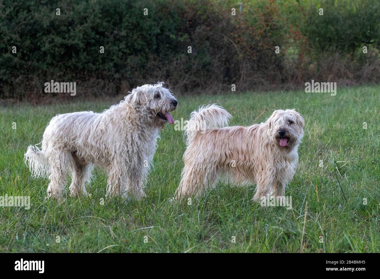France, Bas Rhin, Irish Soft Coated Wheaten Terrier, Chien Pet Banque D'Images