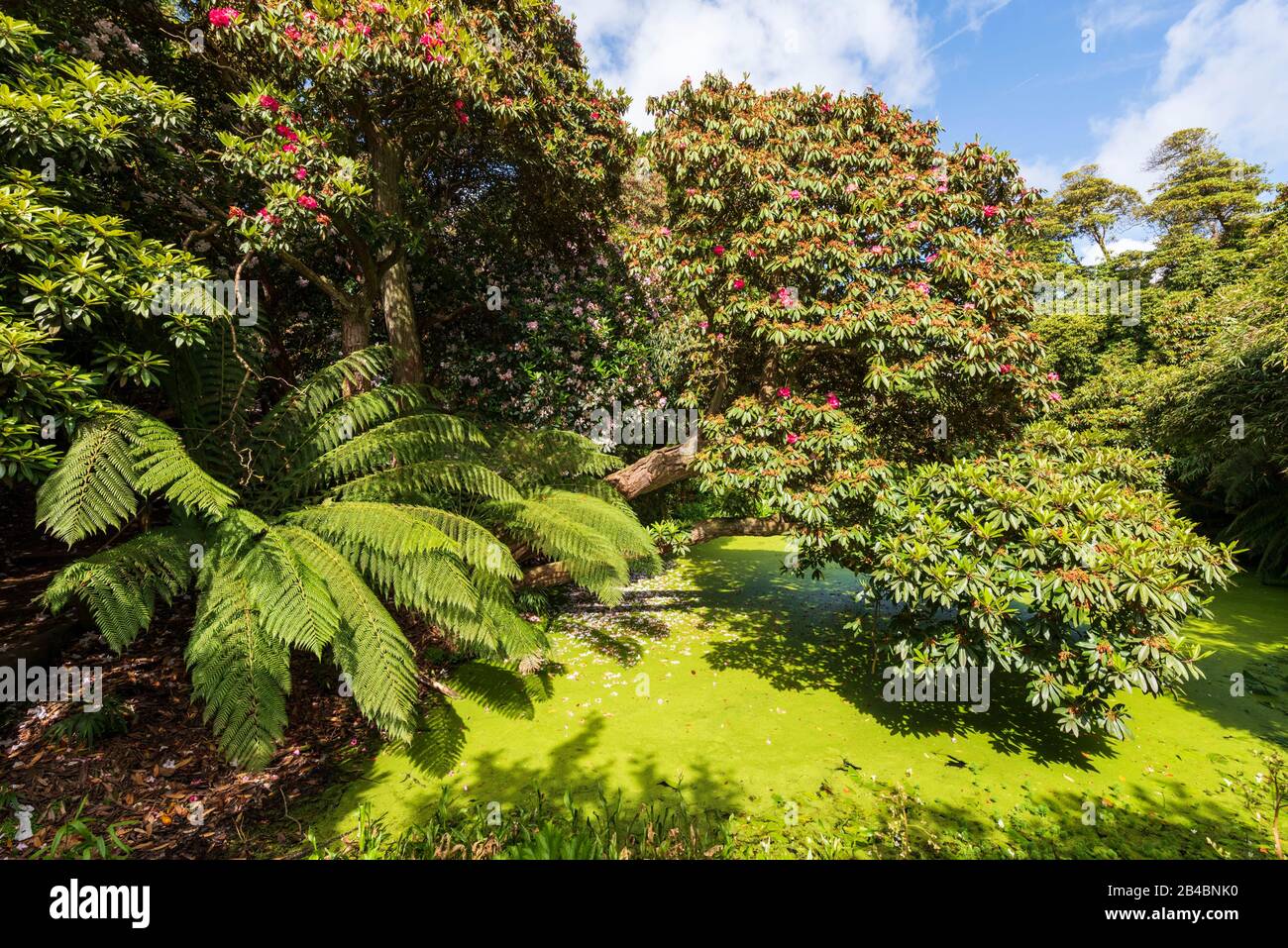 Royaume-Uni, Angleterre, Cornwall, Mevagissey, Lost Gardens Of Heligan Banque D'Images