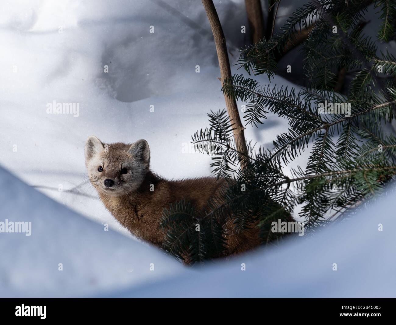 Marten De Pin En Hiver Banque D'Images