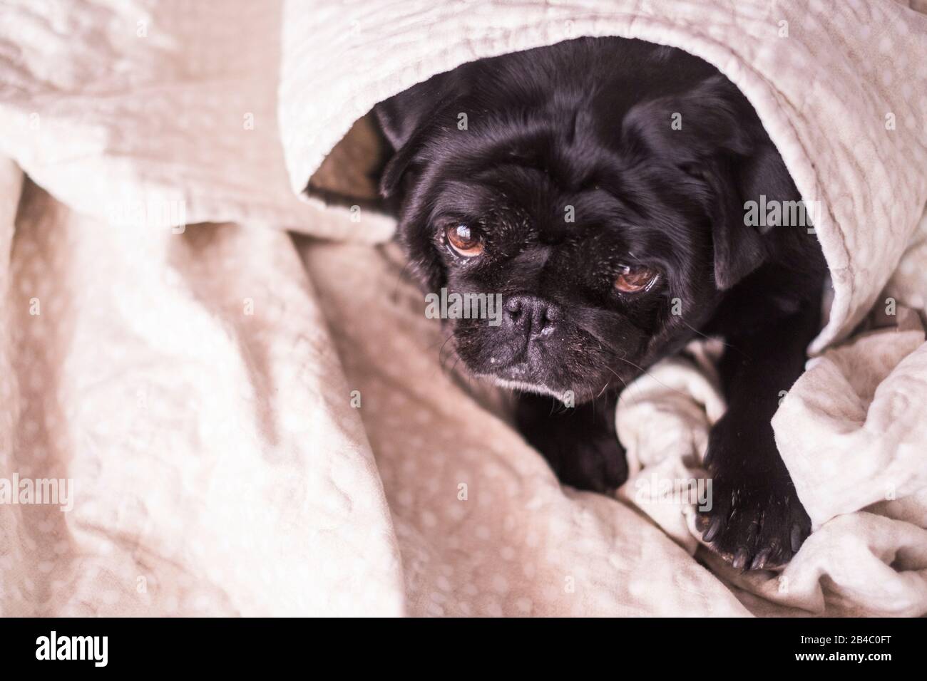 le chien pug a du plaisir à jouer sous la couverture. Allongé sur un canapé marron, vous regardez avec des yeux tendres enveloppés dans une couverture blanche - amour des animaux et concept de protection Banque D'Images le chien pug a du plaisir à jouer sous la couverture. Allongé sur un canapé marron, vous regardez avec des yeux tendres enveloppés dans une couverture blanche - amour des animaux et concept de protection Banque D'Images