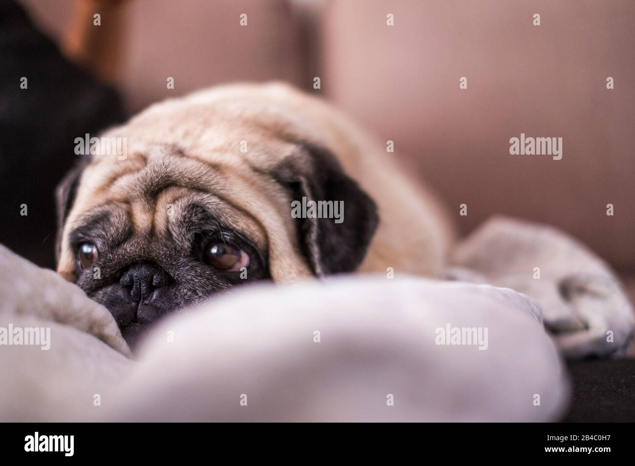 le chien pug a du plaisir à jouer sous la couverture. Allongé sur un canapé marron, vous regardez avec des yeux tendres enveloppés dans une couverture blanche - amour des animaux et concept de protection Banque D'Images le chien pug a du plaisir à jouer sous la couverture. Allongé sur un canapé marron, vous regardez avec des yeux tendres enveloppés dans une couverture blanche - amour des animaux et concept de protection Banque D'Images