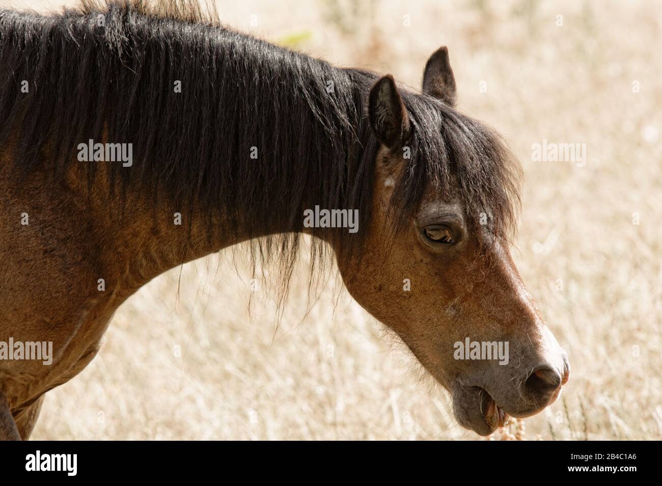 Un cheval marron qui se fait facilement un chaud été Banque D'Images