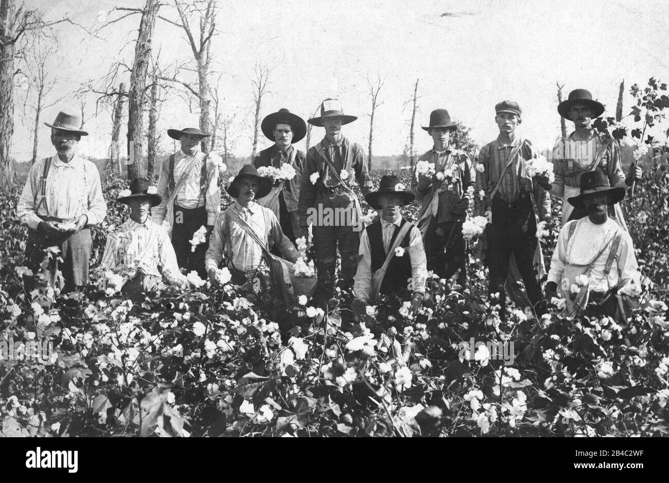 Pickers en coton blanc, 11 hommes adultes. C'était au milieu des années 1890  ou plus tôt. Le dos de la photo l'identifie comme « scène coton. Près De  Wagoner. Territoire indien »