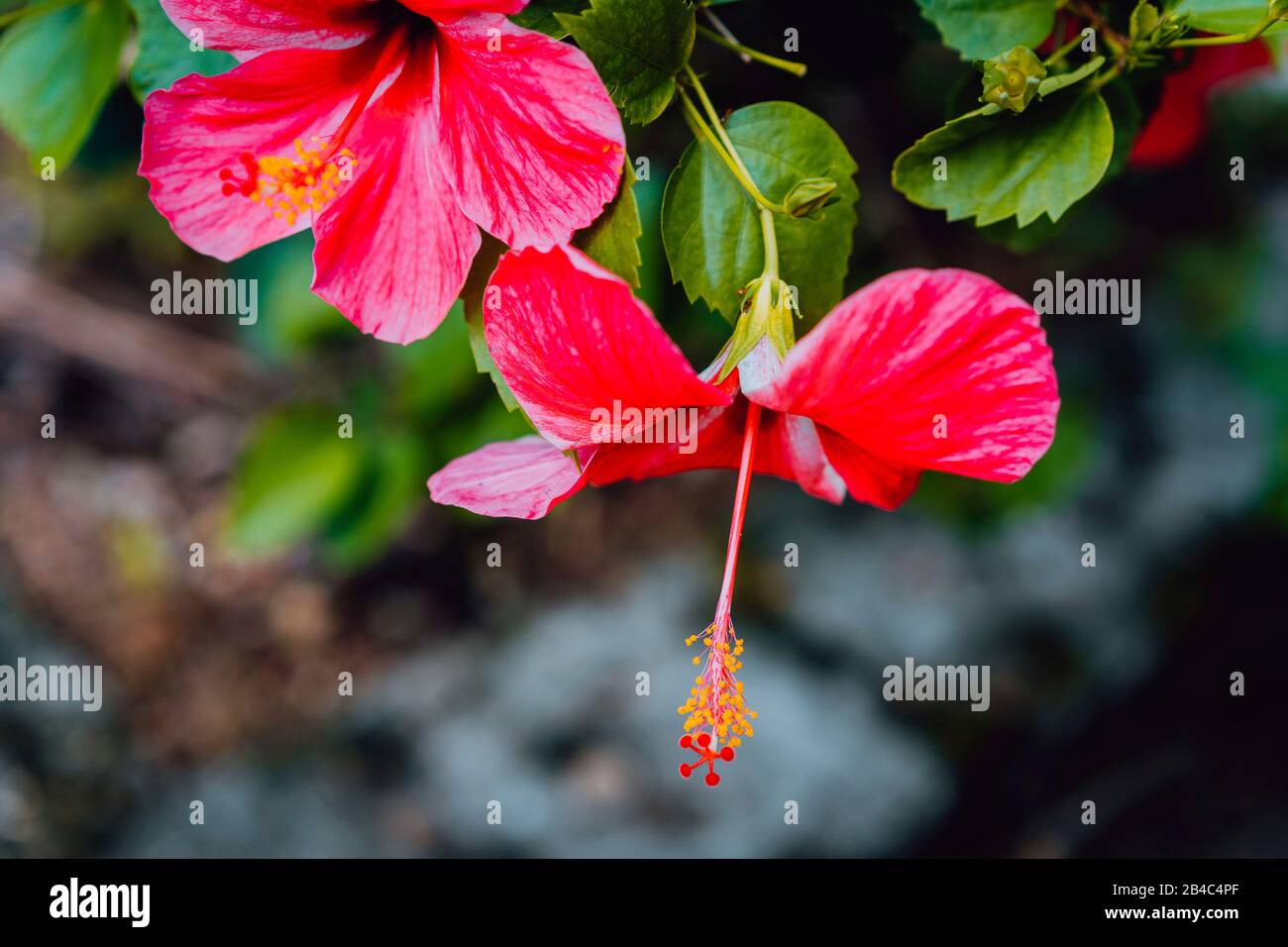 Fleur tropicale rouge rose avec pistil jaune sur fond sombre du parc Mahe - Seychelles. Banque D'Images
