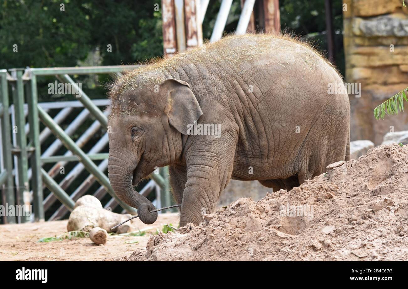 Elephants enclosure Banque de photographies et d’images à haute — free download