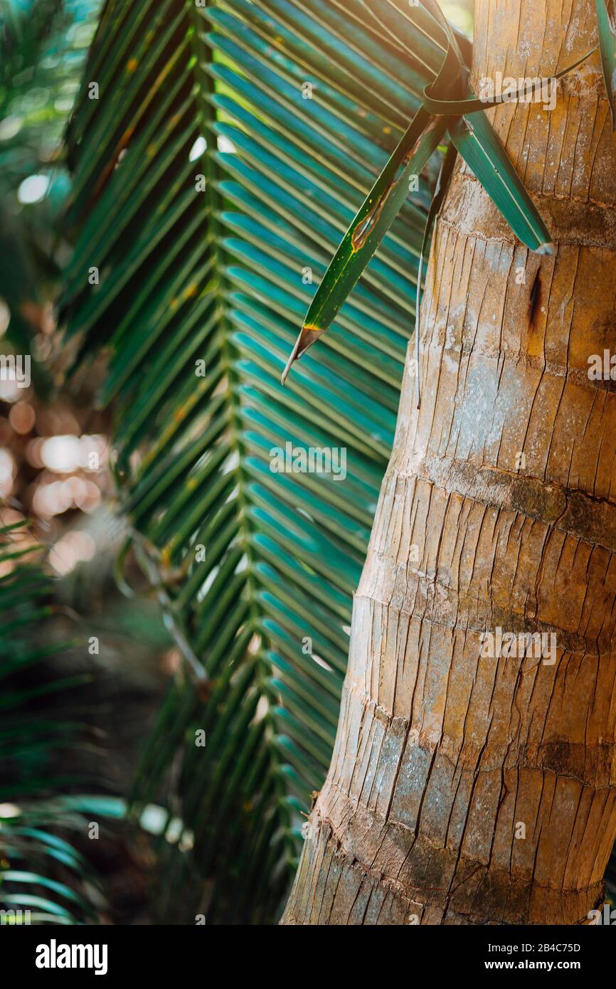 Magnifiques palmiers à la plage sur les îles paradisiaques des Seychelles. Champ profond peu profond - Bokeh Banque D'Images