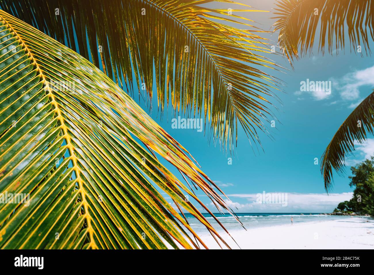 Sur feuilles de palmier tropical Paradise beach Anse Cocos, La Digue, Seychelles. Banque D'Images